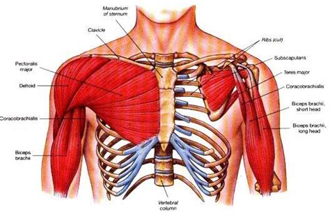 Training The Chest What You Need To Know