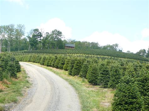 COASTAL EVERGREEN TREE FARMS - North Carolina Fraser Firs