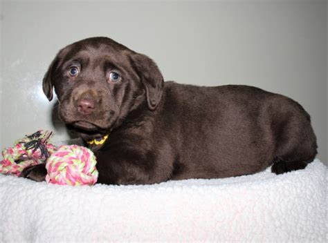 Maybe you would like to learn more about one of these? Labrador Retriever puppy dog for sale in topeka, Indiana