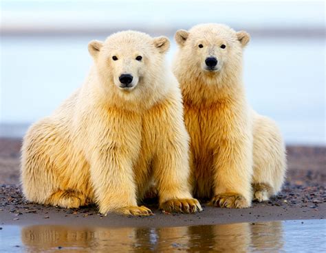 The Polar Bears Of Alaskas Arctic National Wildlife Refuge Ne