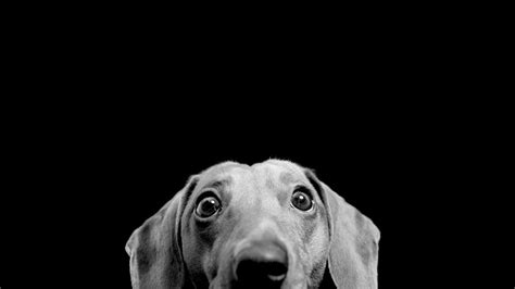 96678 views | 205070 downloads. Cute peeking dog HD desktop wallpaper : Widescreen : High Definition : Fullscreen