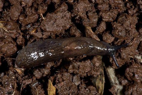 Black Keeled Slug Cesar Australia