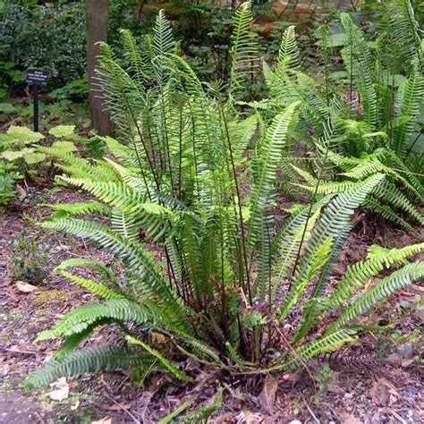 Deer Fern With Both Fronds Shade Plants Plants Evergreen Groundcover