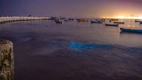 Why The Waters Off Juhu Beach Are Glowing Blue At Night Condé Nast