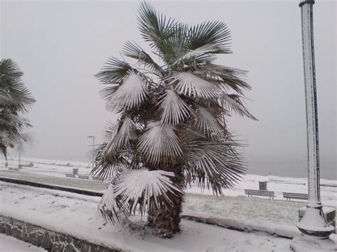 Palm Tree In Snow English Bay Got A Dusting Of Snow Today Flickr