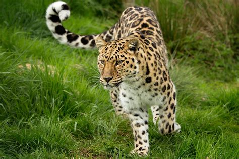 Amur Leopard By David Morgan On 500px Amur Leopard Animal