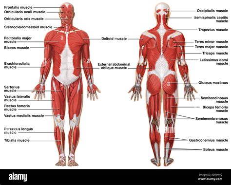 Anatomy Of The Muscular System Stock Photo Alamy