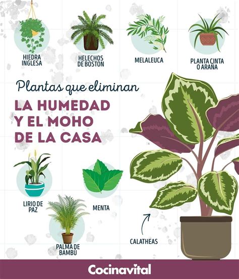 Las Mejores Plantas Para Tener En El Baño Y Decorarlo Artofit