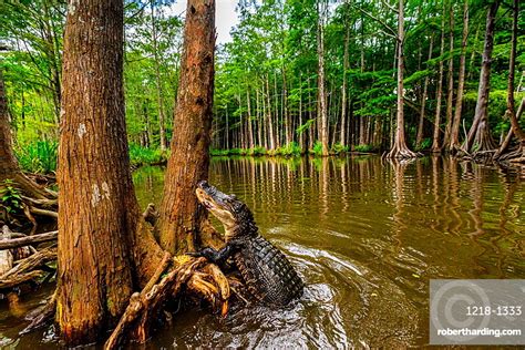 Alligators Swamp Near New Orleans Stock Photo