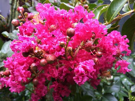 2k Free Download Crepe Myrtle Flowers Myrtle Crepe Flowers Hot