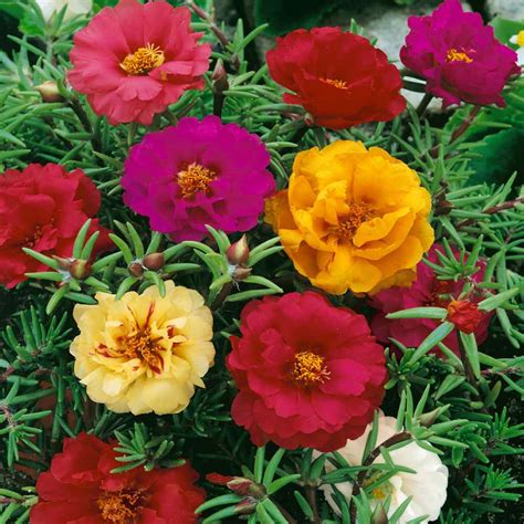 Portulaca Grandiflora Moss Rose Ground Cover Plant Seed Couleur Mixte