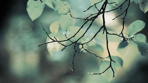 Hd Wallpaper Leaves Bokeh Macro Depth Of Field Branches 1366x768