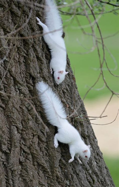 30 Rare Albino Animals You Probably Have Never Seen Before Twblowmymind