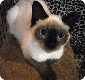 We offer a variety of we are still taking cats in and reaching out to potential adopters who have submitted applications as like many siamese mixes, i'm a talker with a dynamic vocal range and can have full conversations. Cleveland, OH - Siamese. Meet Cookie a Pet for Adoption.
