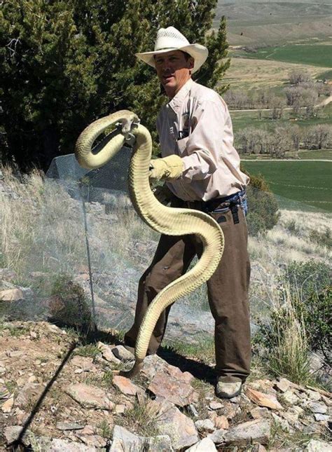 The name montana means mountainous in latin. Big Montana Rattlesnake - The Campfire - CouesWhitetail ...
