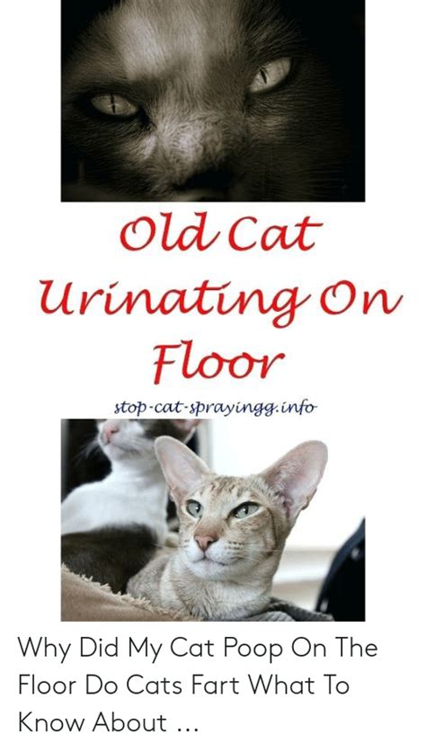 How To Stop Cat From Pooping On Floor Rerwerwerty
