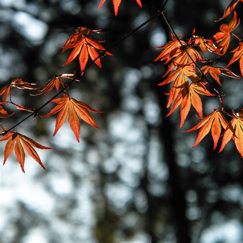 Autumn Leaves Orange 4k Ipad Pro Wallpapers Free Download