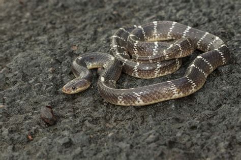 Common Krait Facts Description Diet And Pictures