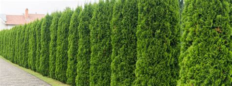 Best Privacy Plants Plants And Trees For Privacy From Neighbors Zodega