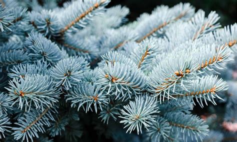 White Spruce Vs Blue Spruce Whats The Difference Wiki Point