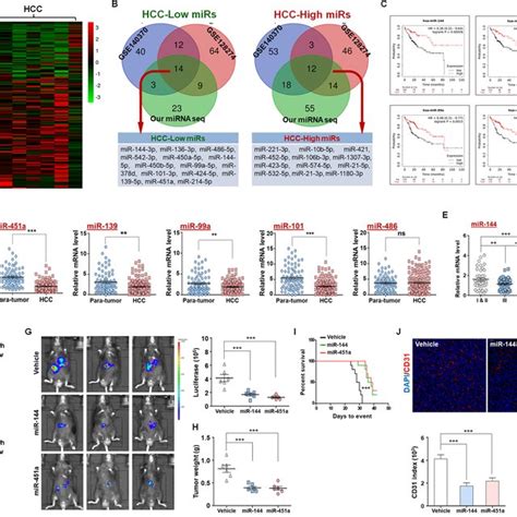the mir 144 mir 451a cluster correlates with hcc prognosis and download scientific diagram
