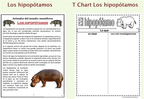 Los Hipopótamos Comprensión De Lectura Lectura De Comprensión