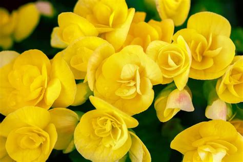 30 Types Of Yellow Flowers A To Z Photos And Info Yellow Spring