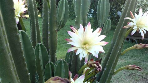 The flowers are short lived, and some of these species, such as selenicereus grandiflorus, bloom only once a year, for a single night. Night Blooming Cereus cactus - Queen of the Night - 2 ...
