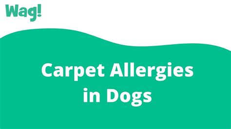 Carpet Allergies In Dogs Wag Youtube
