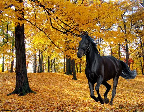 Autumn Horse Pictures Wallpaper Wallpapersafari