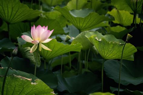 Official partner to lotus cars. Lotus Flower Pictures