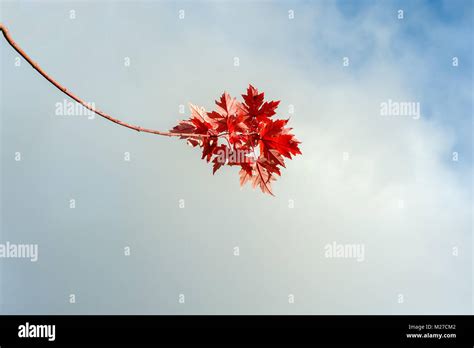 Red Maple Leaves On Single Branch Stock Photo Alamy