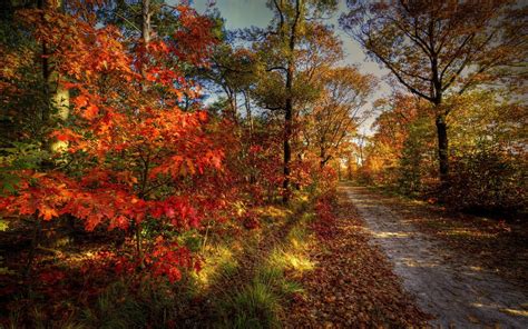 Nature Landscape Path Leaves Colorful Trees Forest Wallpapers Hd
