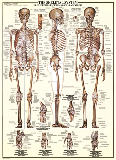 Eurographicspuzzles Your Source For Jigsaw Puzzles Skeletal System Skeletal Human Skeletal
