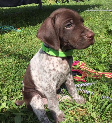 German Shorthaired Pointer Puppies For Sale Davison Mi 239767