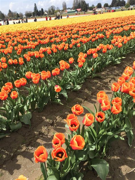 Check out the skagit valley tulip festival & seattle cherry blossom festival with us! Visiting The Skagit Valley Tulip Festival | Kayla Lynn