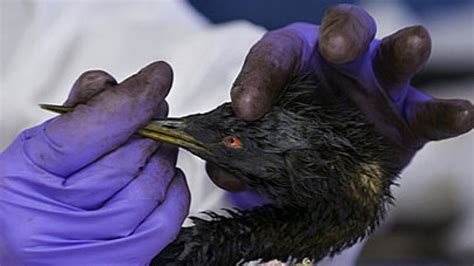 Campus Leads Oiled Bird Rescue In San Francisco Uc Davis