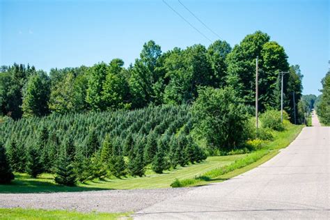 Wisconsin Christmas Tree Farm In August With Trees Ready For The Season