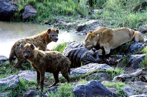 Lion And Hyenas Sharing Kill Stock Image C0486885 Science Photo