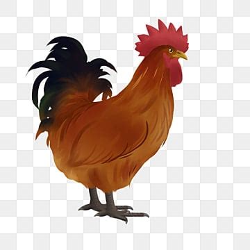 Native Chicken Png Transparent Images Free Download Vector Files Pngtree