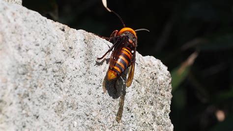 These stinging insects have a few habits that make them stand out amongst their yellow jacket and wasp counterparts. Asian giant hornet, invasive threat to honeybees, found in Washington