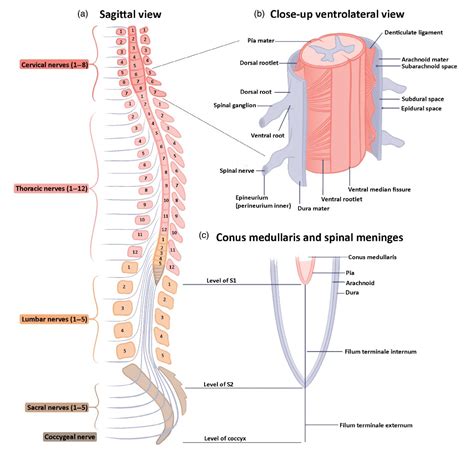 Spinal Cord Anatomy Wikimsk