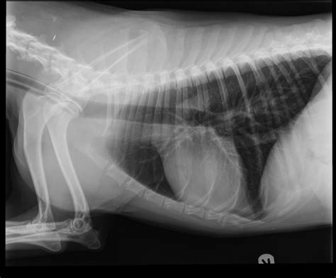Thorax Normal Radiograph Lateral Illustration Dogs Vetlexicon