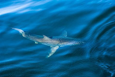 Shark Fin Above Water Stock Photos Pictures And Royalty Free Images Istock