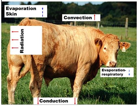 Everything You Need To Know About Heat Stress In Cattle Med Partnership Group