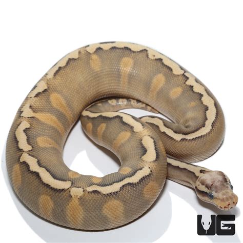 Ghi Mojave Pastel Het Clown Ball Python Python Regius For Sale Underground Reptiles