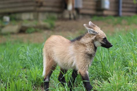 Maned Wolf Pup Zoochat