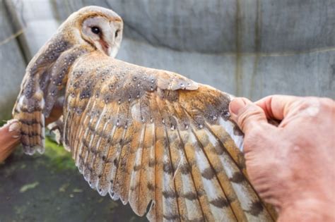 Maybe you would like to learn more about one of these? Gambar Flora Dan Fauna Burung Hantu - Gambar Burung