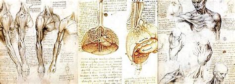 Drawing Lessons, Human Anatomy and Renaissance Art