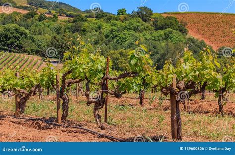 Close View Of Old Grape Vines At A Vineyard In The Spring In Sonoma